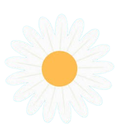daisy flower